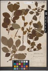 Foto von Salix caprea L.
